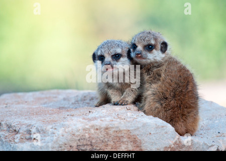 Erdmännchen oder Suricate (Suricata Suricatta), zwei Welpen, Tierpark Sababurg, Hofgeismar, Hessen, Deutschland Stockfoto