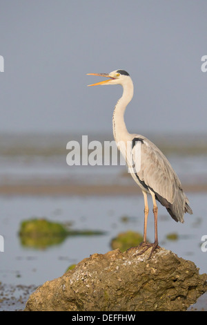 Graureiher (Ardea Cinerea) Stockfoto