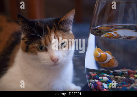 Katze-Kollegen im Goldfischglas Stockfoto