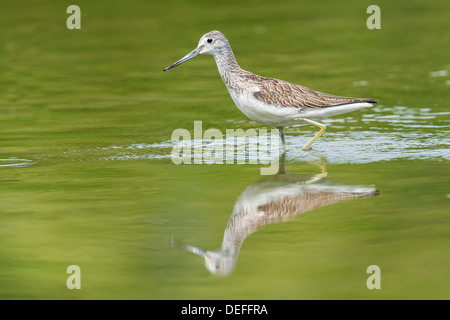 Grünschenkel (Tringa Nebularia), Oberösterreich, Österreich Stockfoto