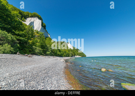 Kreide Klippen, rote Buchenwald an der Küste, Rügen, Mecklenburg-Western Pomerania, Deutschland Stockfoto