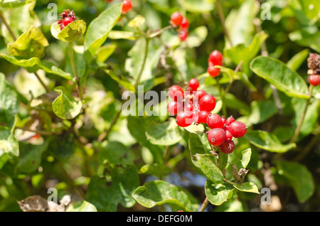 Saftige rote Reife Reife Geißblatt Zweig mit Beeren Stockfoto