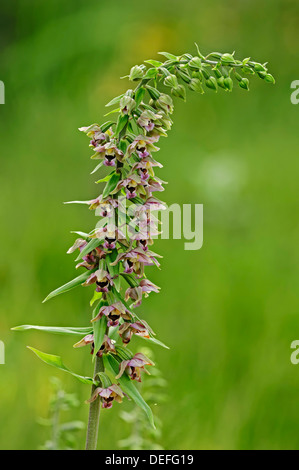 Breitblättrigen Helleborine (Epipactis Helleborine), North Rhine-Westphalia, Deutschland Stockfoto