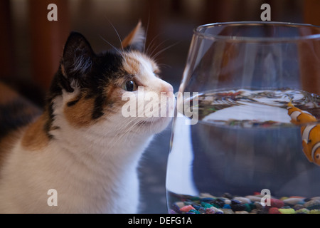 Katze-Kollegen im Goldfischglas Stockfoto