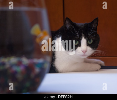 Black And White Cat Peers im Goldfischglas Stockfoto