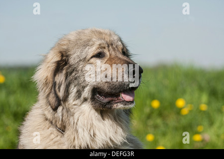 Kaukasischer Schäferhund, Viehbestand Hüterhund Stockfoto