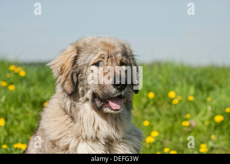 Kaukasischer Schäferhund, Viehbestand Hüterhund Stockfoto