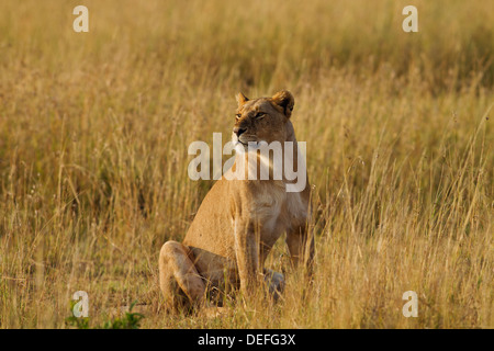 Löwin (Panthera Leo) in der Savanne, Maasai Mara Wildlife Reserve, Kenia. Stockfoto