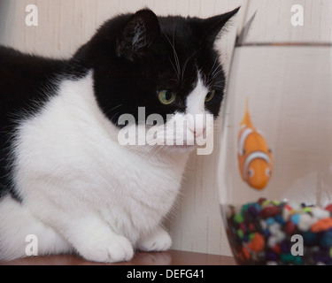 Black And White Cat Peers im Goldfischglas Stockfoto