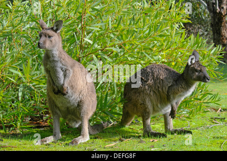 Westliche graue Kängurus oder Känguru-Insel-Kängurus (Macropus Fuliginosus), Flinders Chase Nationalpark, Kangaroo Island Stockfoto