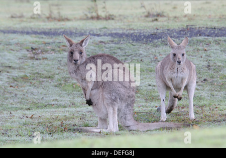 Westliche graue Kängurus oder Känguru-Insel-Kängurus (Macropus Fuliginosus), Flinders Chase Nationalpark, Kangaroo Island Stockfoto