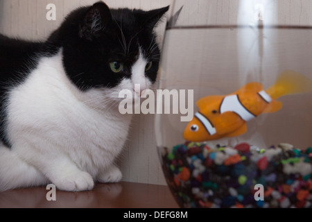 Black And White Cat Peers im Goldfischglas Stockfoto