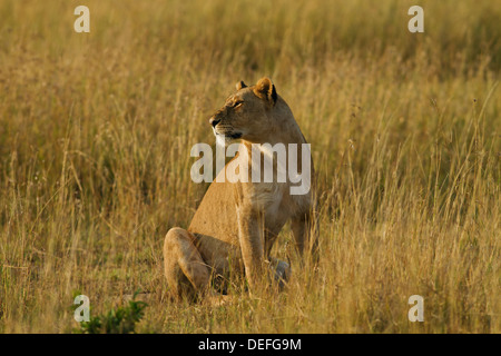 Löwin (Panthera Leo) in der Savanne, Maasai Mara Wildlife Reserve, Kenia. Stockfoto