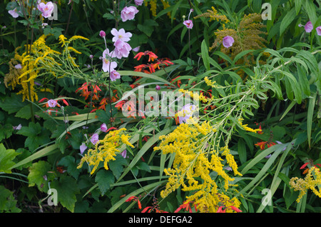 Bunte zufällige Gewirr von gemischten Beet Blumen verflochten schiefen über teilweise aufgrund von Regen und wind Stockfoto