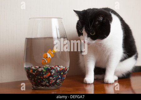 Black And White Cat Peers im Goldfischglas Stockfoto