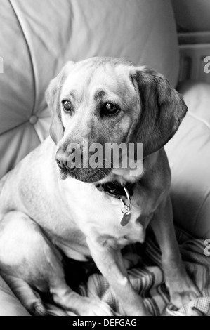 Glücklicher Hund Stockfoto