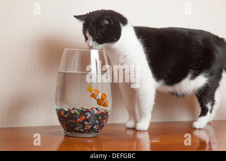 Black And White Cat Peers im Goldfischglas Stockfoto