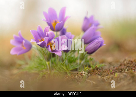 Gemeinsamen Kuhschelle oder des Dänen Blut (Pulsatilla Vulgaris), Sachsen-Anhalt, Deutschland Stockfoto