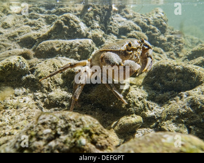 Süßwasser-Krabben (Potamon fluviatile) in einem stream Stockfoto