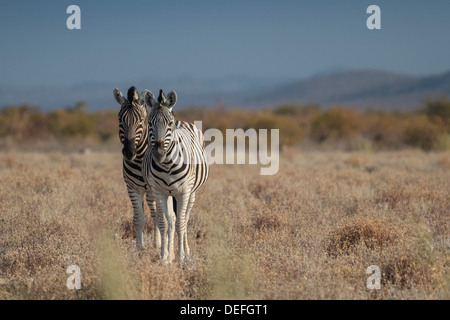 Burchell Zebras oder Ebenen Zebras (Equus Quagga), Etosha Nationalpark, Kunene Region, Namibia Stockfoto