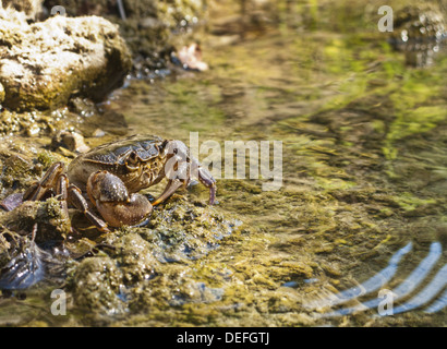 Süßwasser-Krabben (Potamon fluviatile) in einem stream Stockfoto