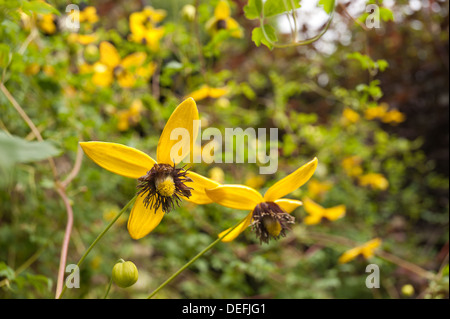 Attraktive Clematis Kletterer leuchtendes goldgelb mit langen Staubbeuteln Staubfäden und Blütenblätter gegen Laub Stockfoto