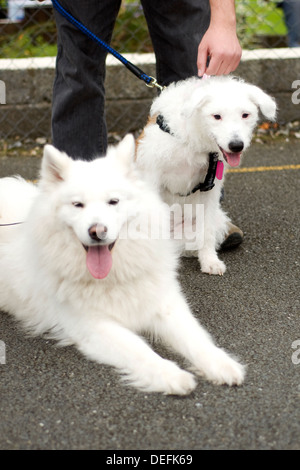 Samojeden Husky und Freund Stockfoto