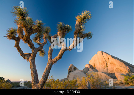 Joshua Tree Nationalpark in der Morgendämmerung, Kalifornien, Vereinigte Staaten von Amerika, Nordamerika Stockfoto