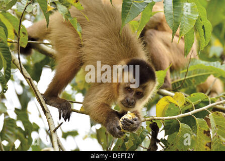 Brasilien, Pantanal, Fazenda Ipiranga, Pousada Piuval, Kapuziner-Affen, Cebus Apella, Klettern, Baum, Moneky, Fauna des Pantanal, Reisen, Tourismus, Wildtiere, Brasilien 2014, brasilianische Fauna, Affen in Südamerika, Natur, Primaten, Biologie, Stockfoto