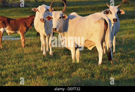 Mato Grosso, Pantanal, Brasilien, Nelore Kühe, Rinder, Reisen, Viehbestand, Fleisch, weiße Kühe, frei lebenden Rindern, Landwirtschaft, größten Feuchtgebiete der Welt, Welt Natur Erbe, riesige Farmen, Kuh Rasse, Zebu-Kuh-Familie, Brasilien 2014, WM 2014, Landwirtschaft Tier Stockfoto