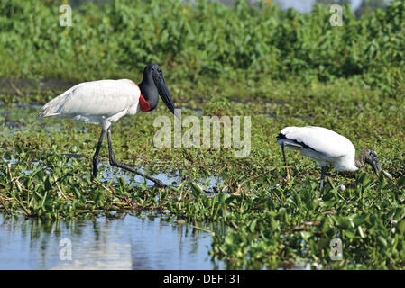 Brasilien, Mato Grosso, Pantanal, Jabiru-Storch, Jabiru Mycteria, Mycteria Americana, gemeinsame Storch, Vögel, Vögel das Pantanal, Fauna, Ornithologie, Natur, Natur, Störche, die auf der Suche nach Nahrung, Weltnaturerbe, Reisen, Tourismus, Tierwelt, Naturfotografie Stockfoto