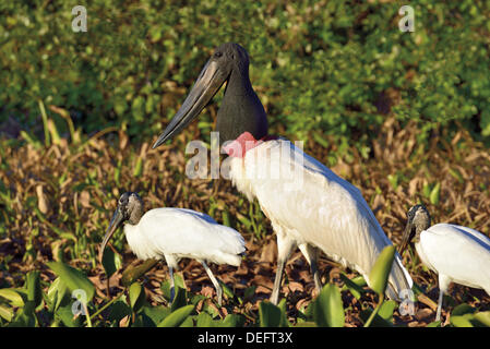 Brasilien, Mato Grosso, Pantanal, Jabiru Mycteria, Jabiru-Storch, gemeinsame Storch, Mycteria Americana, Natur, Vogelwelt, Vögel des Pantanal, Reisen, Tourismus, Vogelbeobachtung, Störche des Pantanal, auf der Suche nach Nahrung, Seerosen, Pflanzen, Riverside, Brasilien 2014 Stockfoto