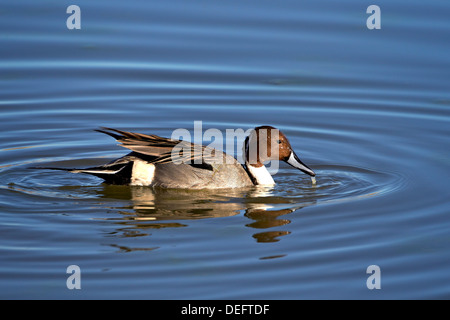 Nördliche Pintail (Anas Acuta) Drake, Bosque del Apache National Wildlife Refuge, New Mexico, Deutschland Stockfoto