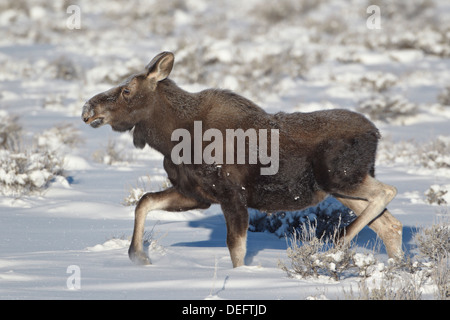 Elch (Alces Alces) Kalb auf einen Winter Morgen, Grand-Teton-Nationalpark, Wyoming, Vereinigte Staaten von Amerika, Nordamerika Stockfoto