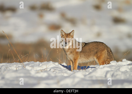 Kojote (Canis Latrans) in den Schnee, Yellowstone-Nationalpark, Wyoming, Vereinigte Staaten von Amerika, Nord Amerika Stockfoto