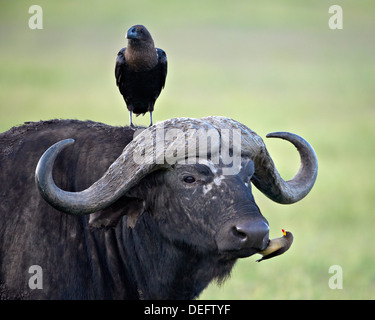 Kaffernbüffel (Syncerus Caffer), Raven (Corvus Albicollis) und eine Oxpecker (Buphagus Africanus), Ngorongoro Crater, Tansania Stockfoto