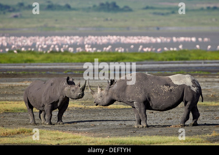 Zwei schwarze Nashorn (Haken-lippige Rhinoceros) (Diceros Bicornis), Ngorongoro Crater, UNESCO, Tansania, Ostafrika Stockfoto