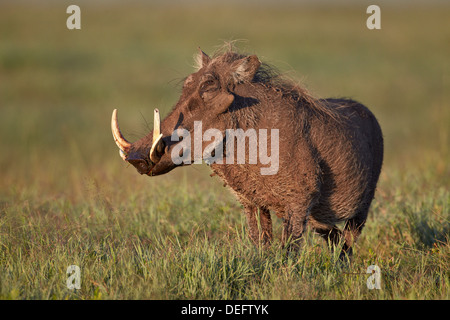 Männliche Warzenschwein (Phacochoerus Aethiopicus), Ngorongoro Crater, Afrika, Tansania, Ostafrika Stockfoto