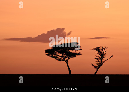 Zwei Akazien in der Morgendämmerung, Serengeti Nationalpark, UNESCO-Weltkulturerbe, Tansania, Ostafrika, Afrika Stockfoto