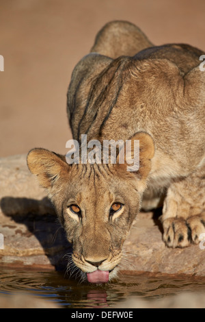 Löwe (Panthera Leo) Cub trinken, Kgalagadi Transfrontier Park, ehemalige Kalahari Gemsbok National Park, Südafrika Stockfoto