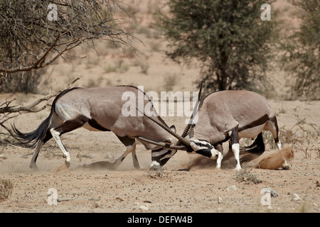 Zwei Gemsbock (Oryx Gazella) kämpfen, Kgalagadi Transfrontier Park, dem ehemaligen Kalahari Gemsbok National Park, Südafrika Stockfoto