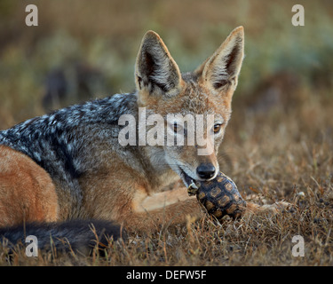 Black-backed Jackal (Canis Mesomelas) Essen eine Pantherschildkröte (Geochelone Pardalis), Addo Elephant National Park, Südafrika Stockfoto