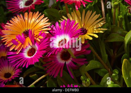 Mesembryanthemum in voller Blüte in North Yorkshire Garten Stockfoto