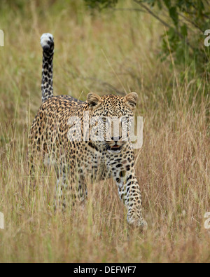 Leopard (Panthera Pardus) zu Fuß durch Trockenrasen mit seinen Schweif auf, Krüger Nationalpark, Südafrika, Afrika Stockfoto