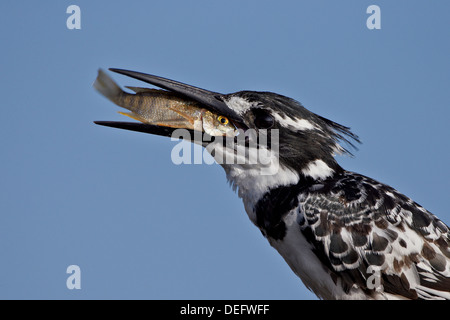 Pied Kingfisher (Ceryle Rudis) mit einem Fisch, Krüger Nationalpark, Südafrika, Afrika Stockfoto