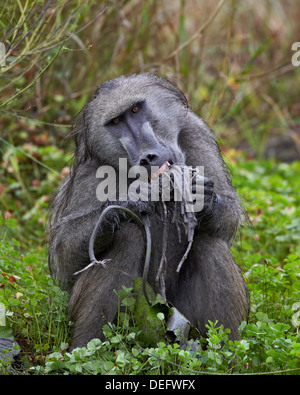 Erwachsene männliche Chacma Pavian (Papio Ursinus) Essen eine Seerose Knolle, Krüger Nationalpark, Südafrika, Afrika Stockfoto