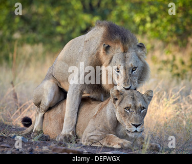 Löwe (Panthera Leo) paar Paarung, Krüger Nationalpark, Südafrika, Afrika Stockfoto