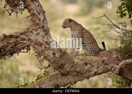 Leopard (Panthera Pardus) in einem Feigenbaum, Krüger Nationalpark, Südafrika, Afrika Stockfoto