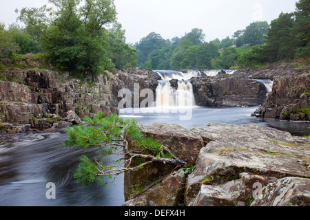 Des Flusses Tees bei niedrigen zwingen oberen Teesdale County Durham UK Stockfoto