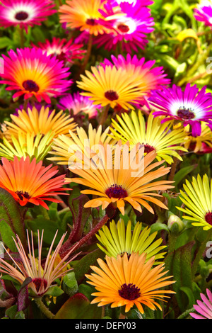 Mesembryanthemum in voller Blüte in North Yorkshire Garten Stockfoto